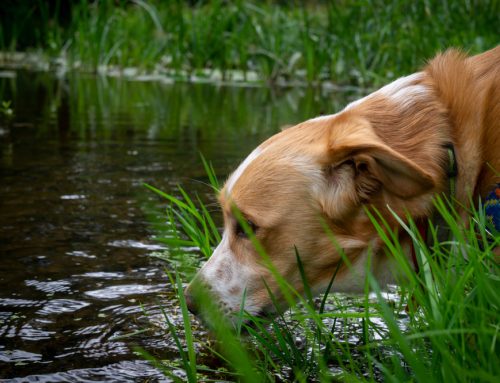 6 Facts About Giardia in Dogs