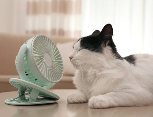 Heatwave Hacks: Busting 4 Pet Heat Safety Myths