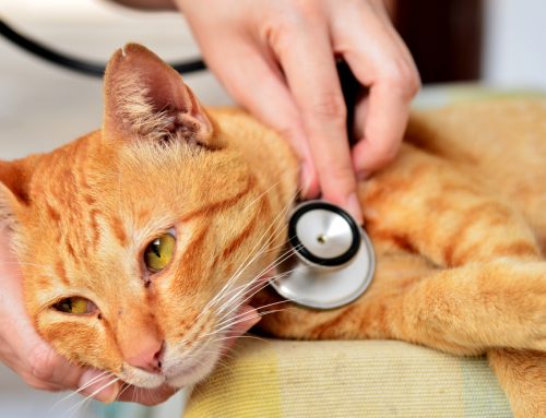 Hepatic Lipidosis: The Facts Cat Owners Need