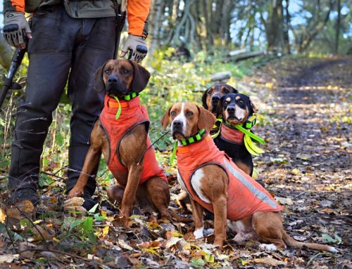 Do’s and Don’ts for Hunting Season Pet Safety